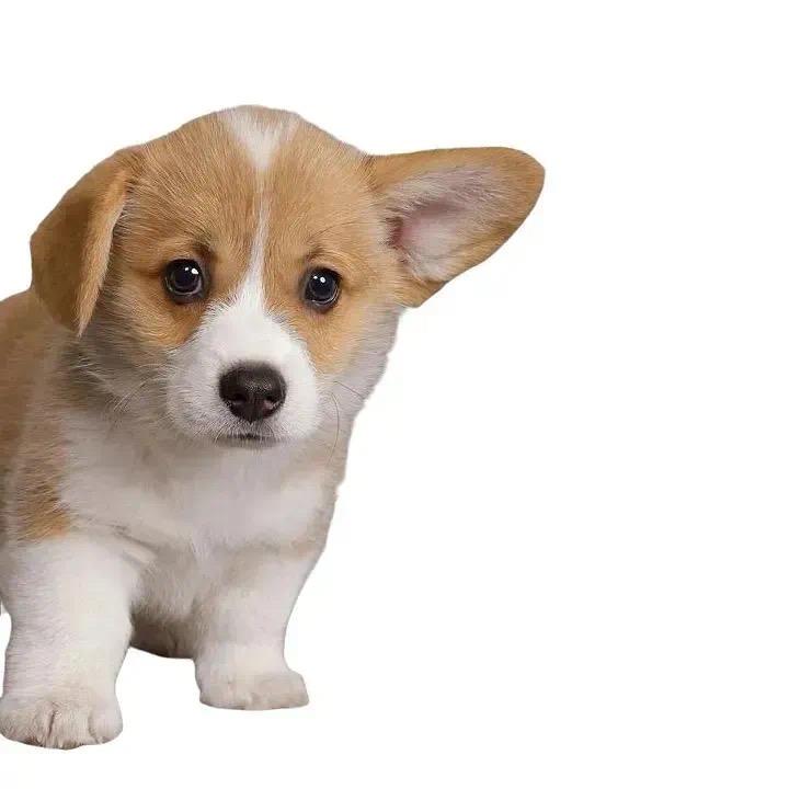 𝙔