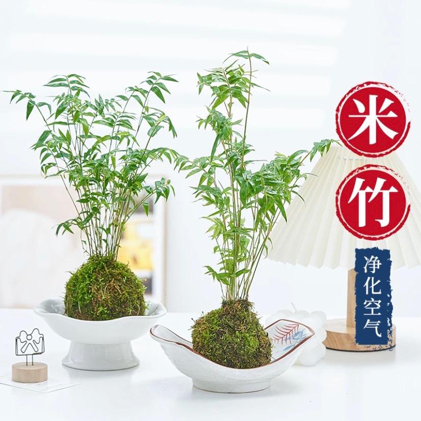 阿德绿植个体店