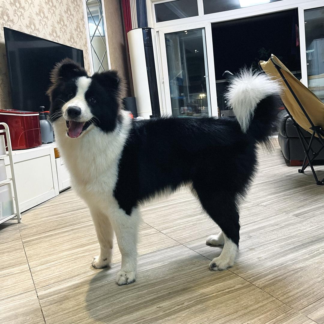 凯希是条狗（成长记）