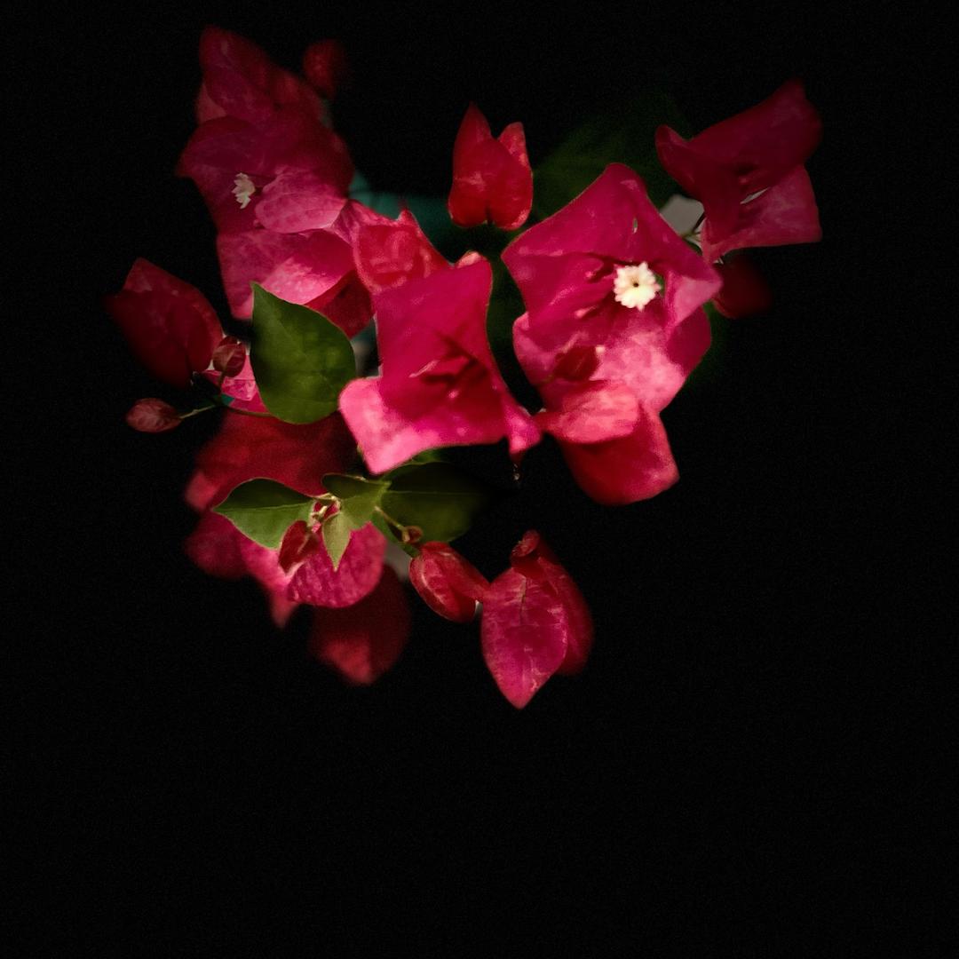 娃娃《倪金妹》