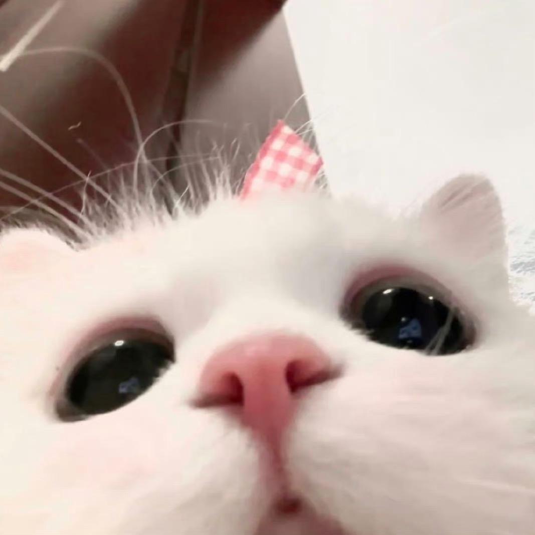zzz我吃饭了