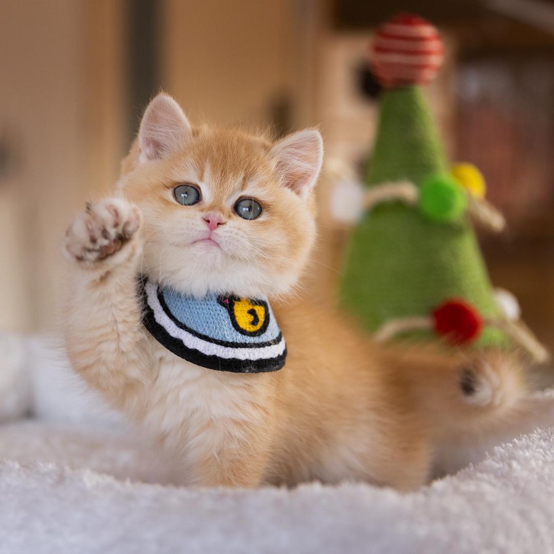 大林子和小柳子的猫舍