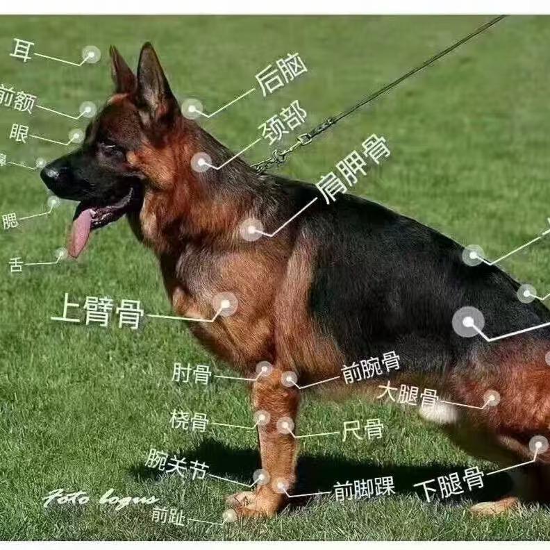 CSV新统领犬舍