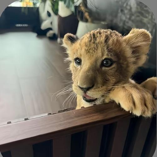 왕지영