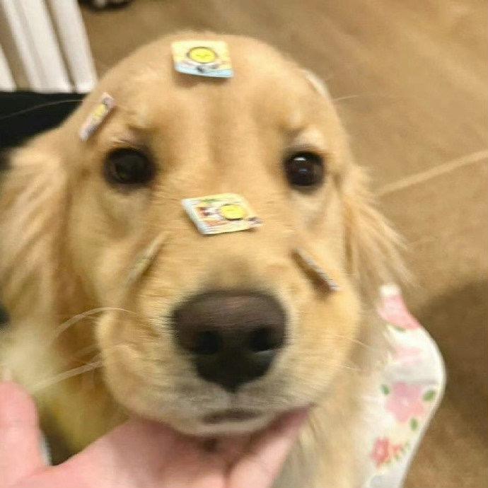 赵囍囍！