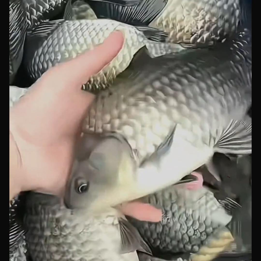 丫丫鱼苗场