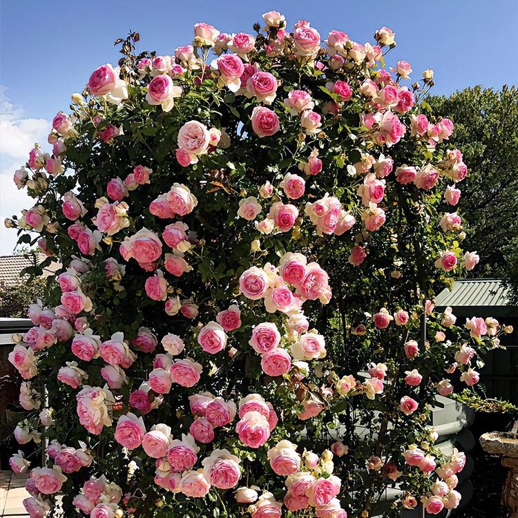 静泽花卉