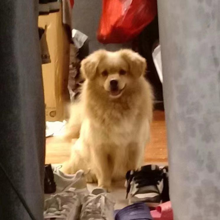 流浪狗成长记（笨笨）