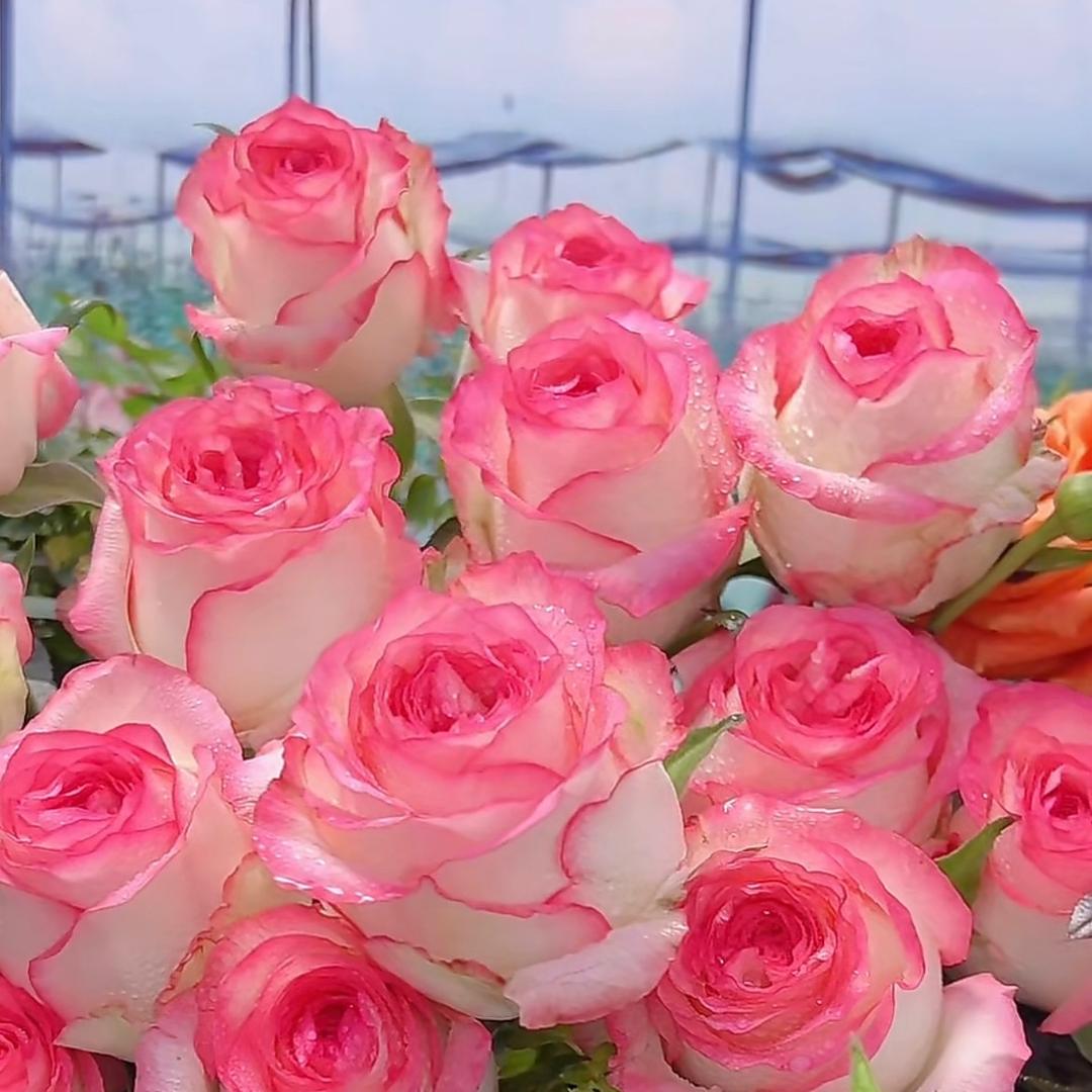 花韵玫瑰屋