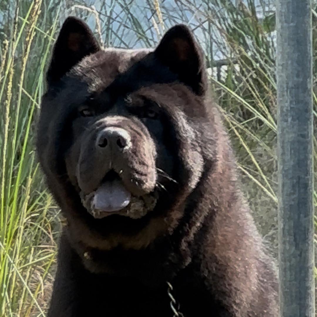 GSX，中华田园犬，松狮，五黑犬