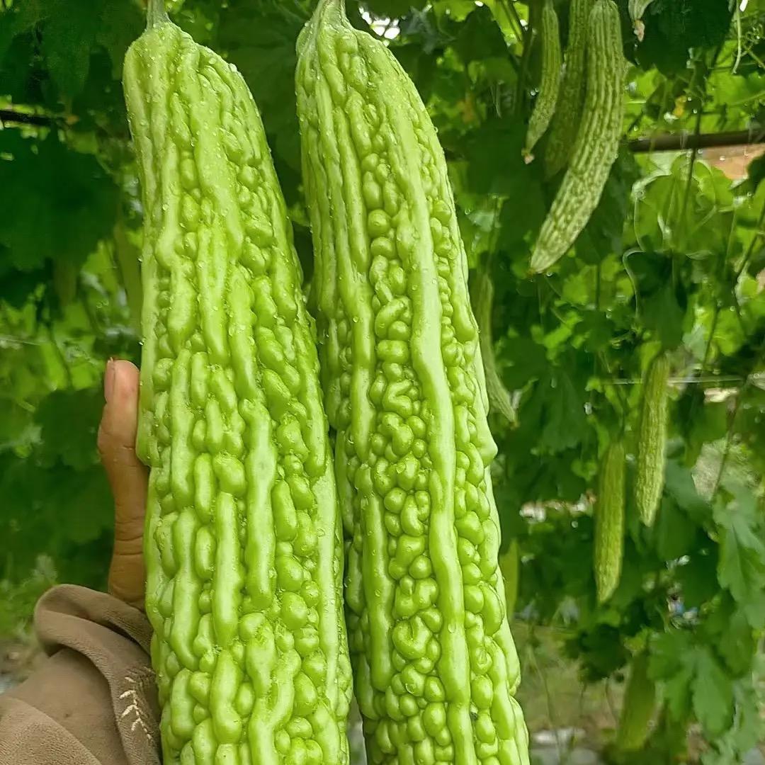 苦瓜