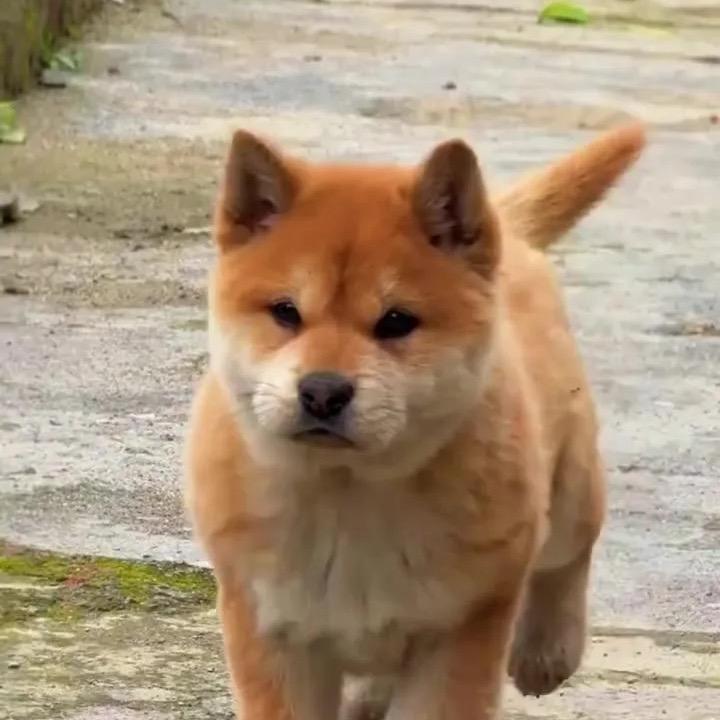 广西玉林老表小林田园犬（代购）