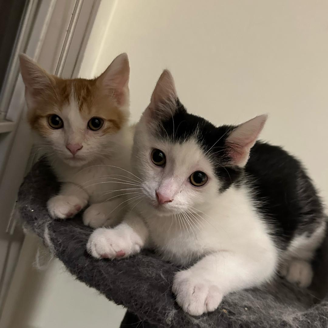 好鸟谁玩直播啊