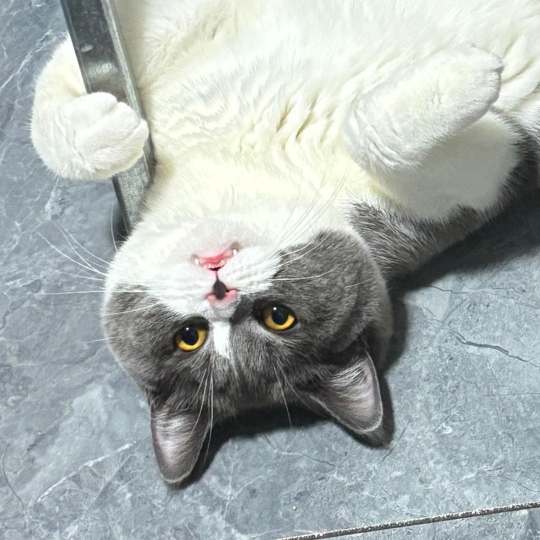 坦克猪咪
