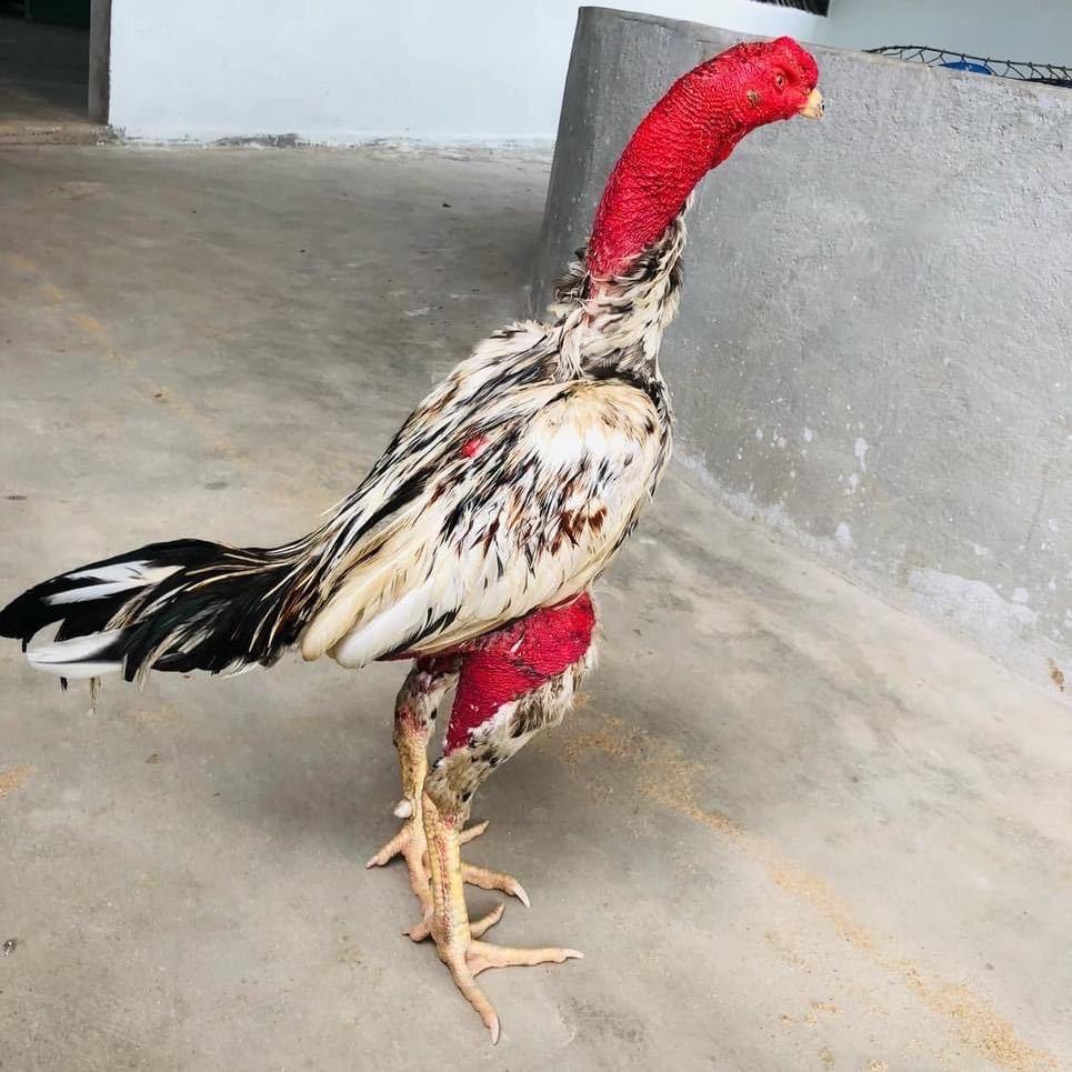 阿飞养鸡