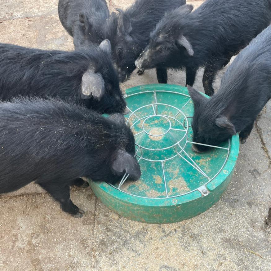 香猪养殖小妹