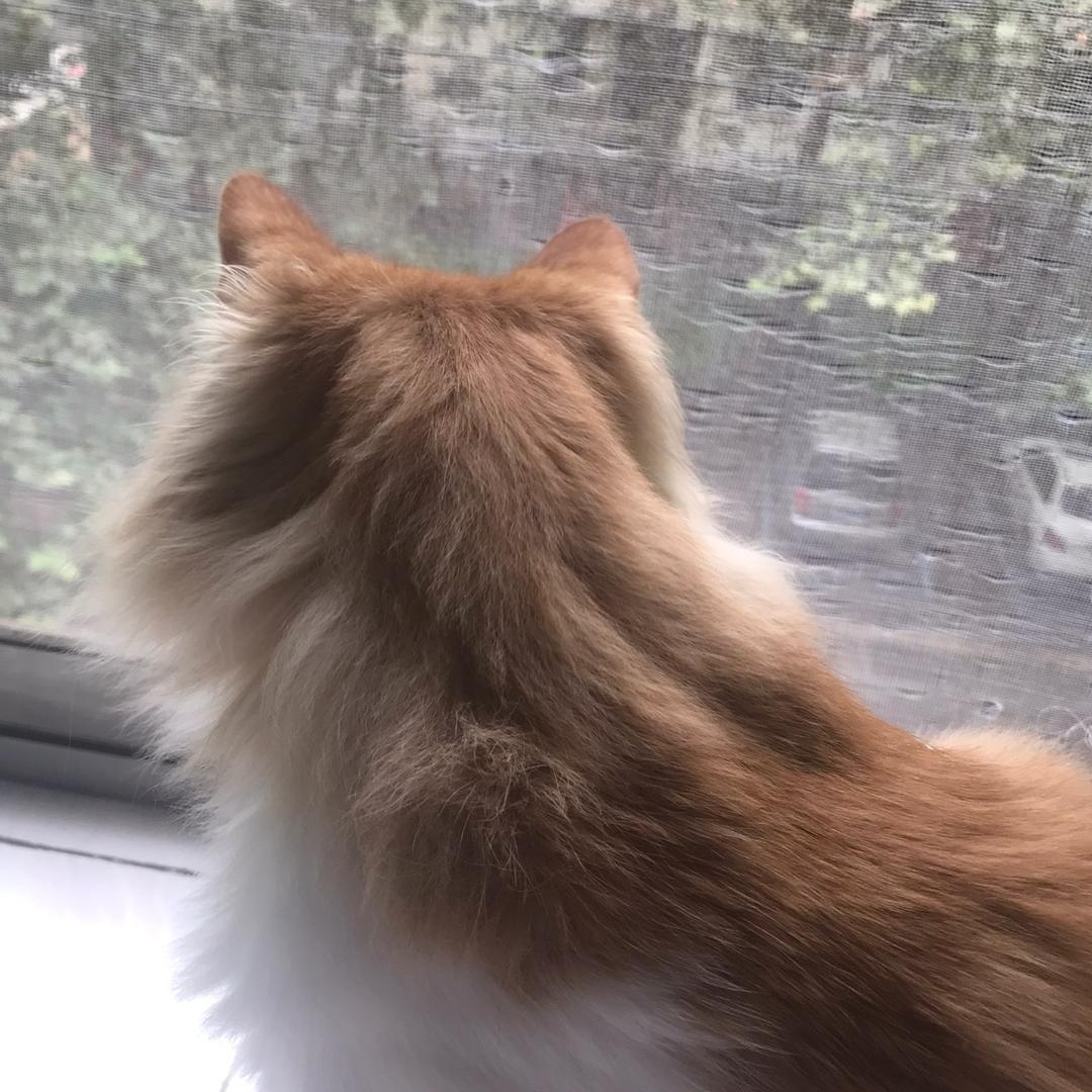 养了只猫的🐒🐒