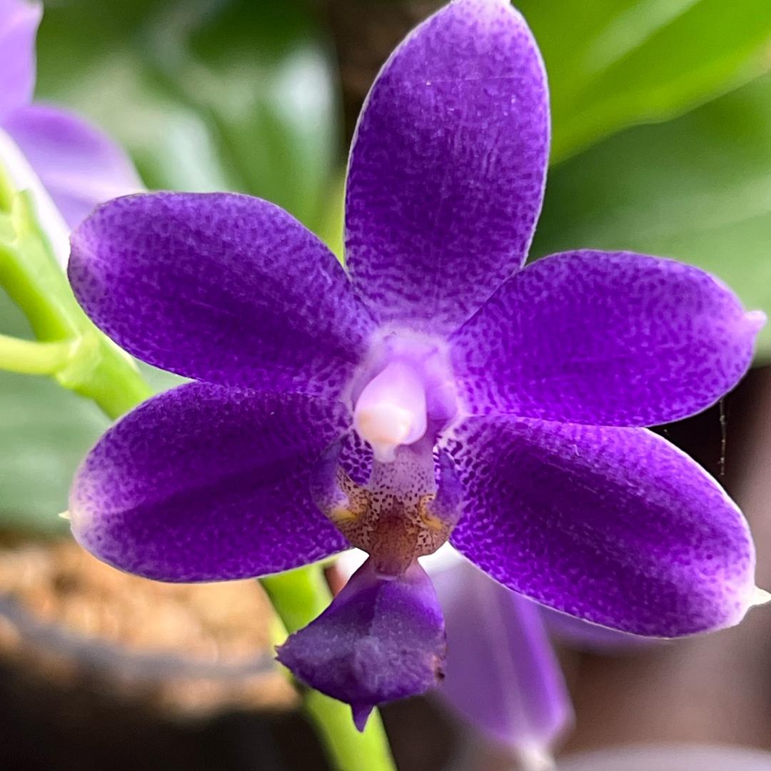 花曼菲