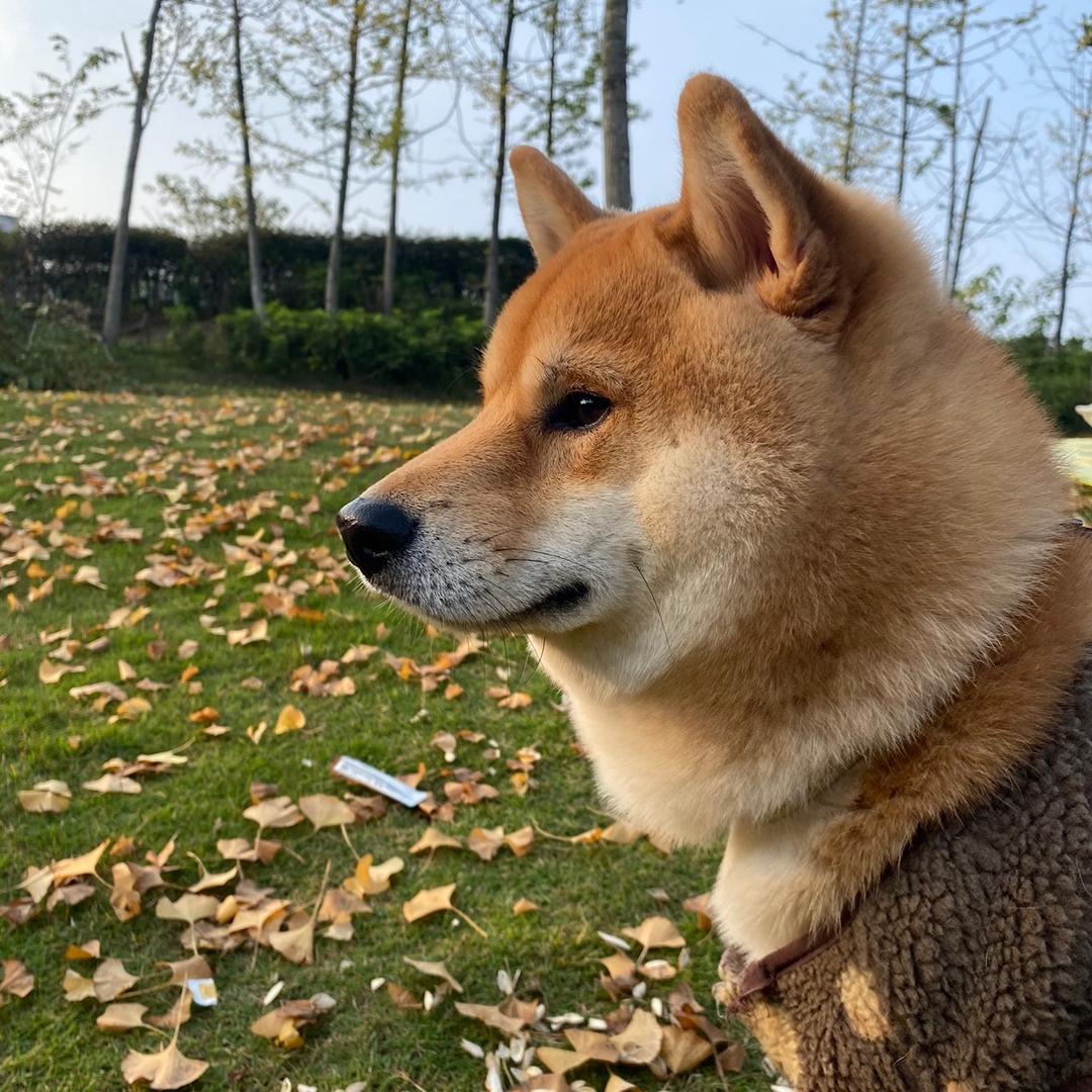 满满是只柴柴