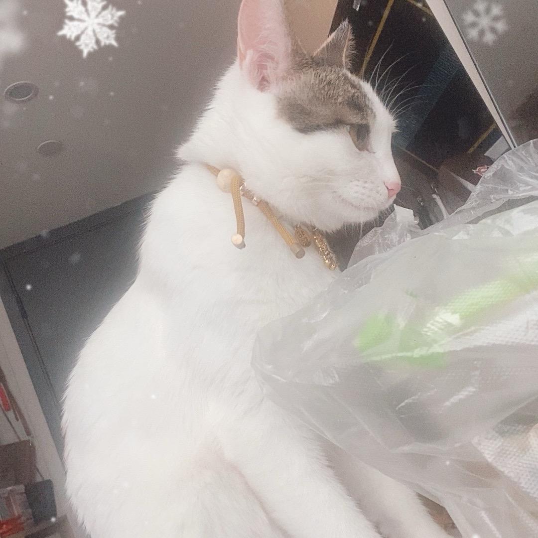 不是夏大的