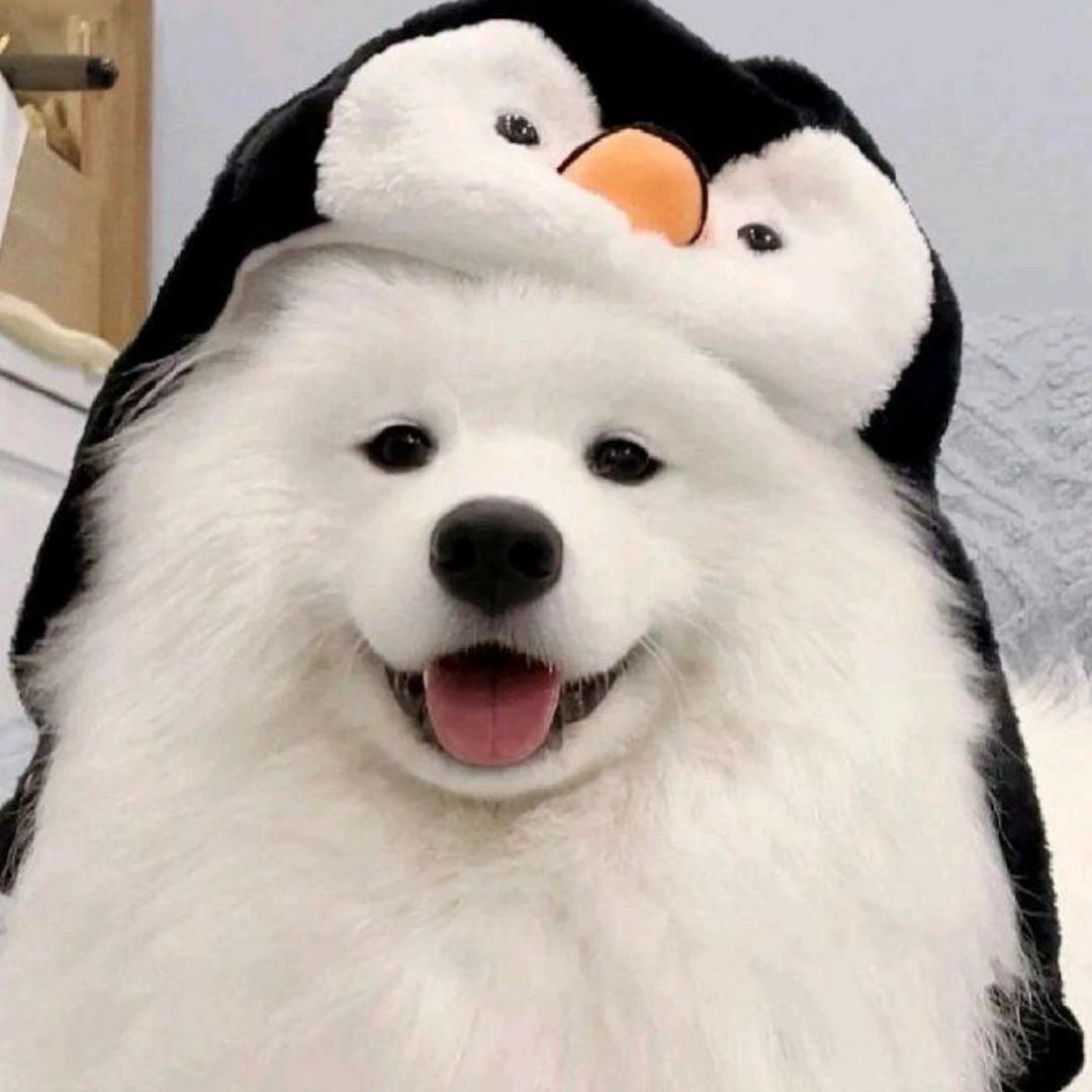 小狗万物（科普）