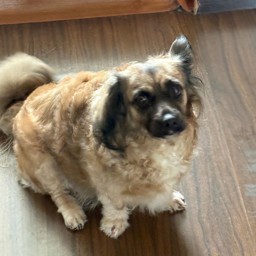 卢图图溜溜日记