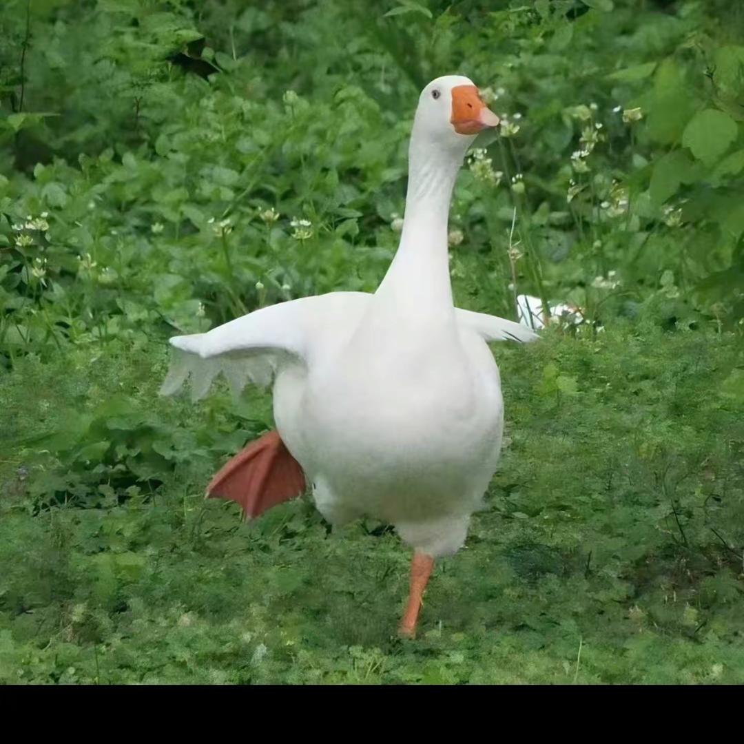㱼觌鹬