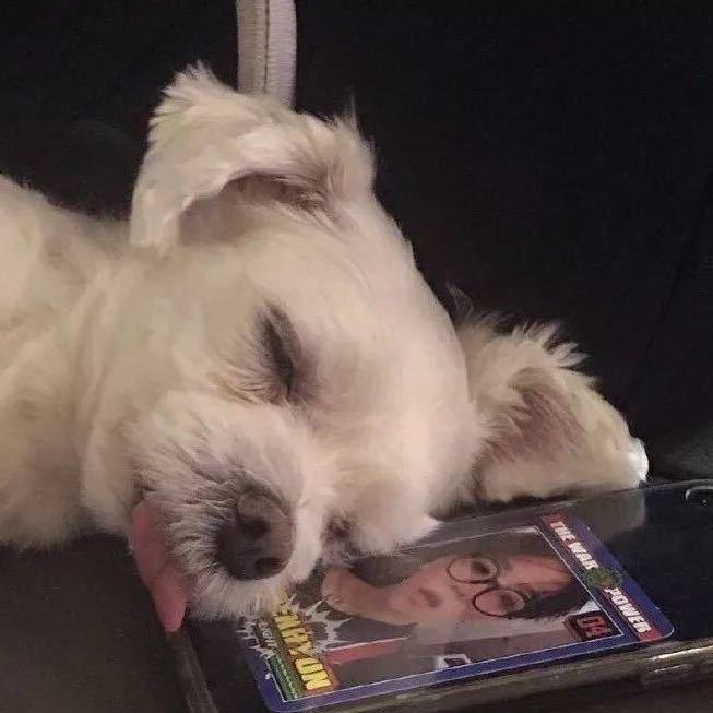 徐同学爱吃折耳根