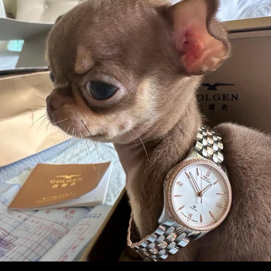 少来管我吉娃娃