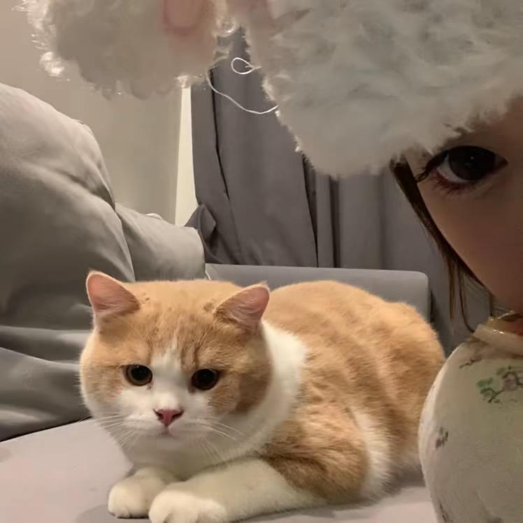 一根开心的猫毛