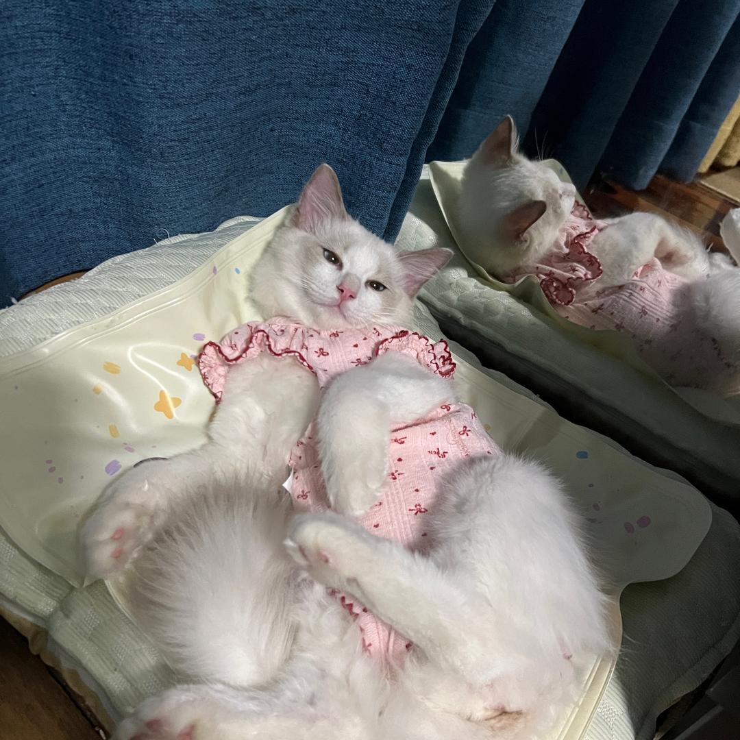 拿铁和美式🐱