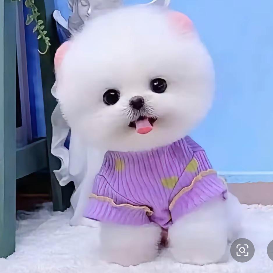 大鹏萌宠🐶博美茶杯犬