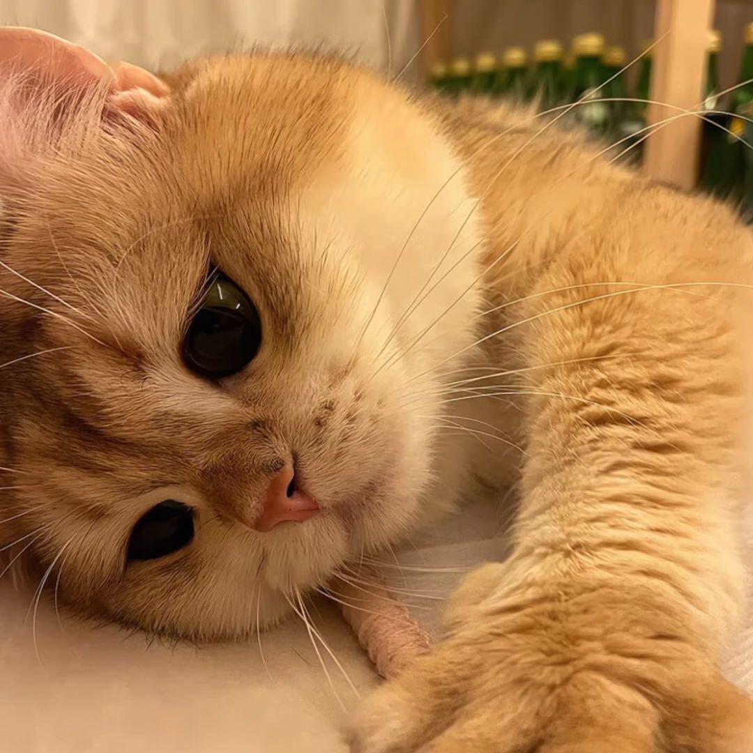 小👀可爱