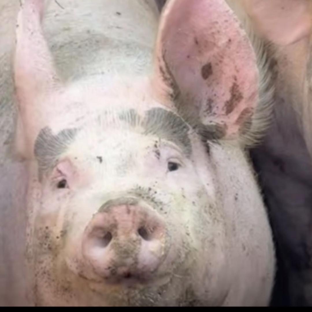 路路杀人女魔头