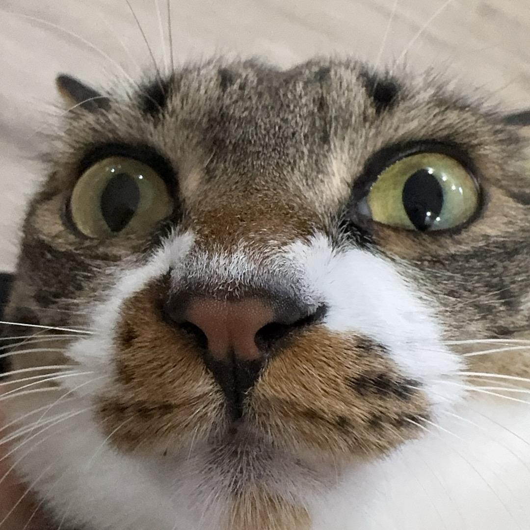 宝宝木