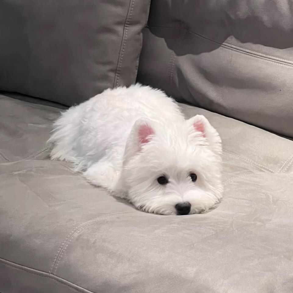 張张.