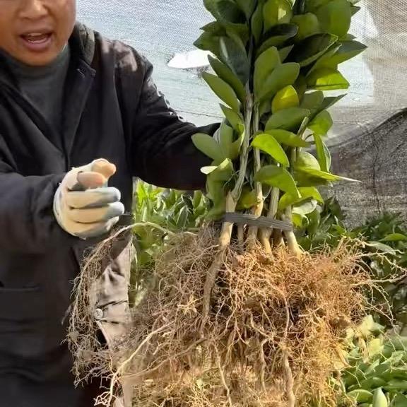 正宗赣南脐橙苗
