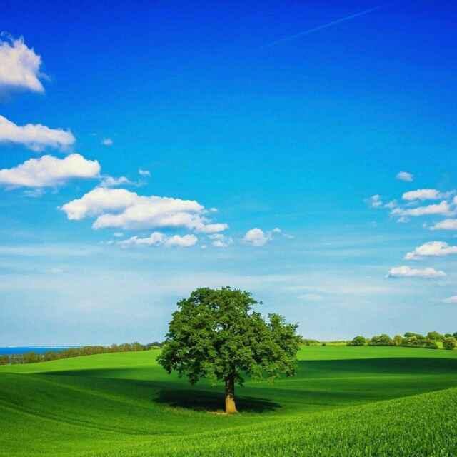 枫..