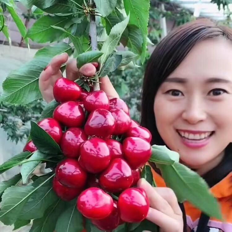 大连樱桃果满园家庭农场