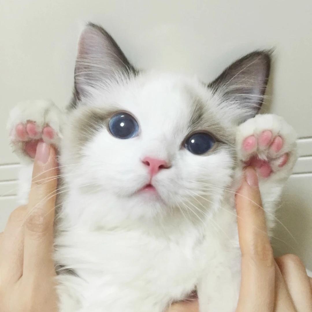 友猫的BX博主