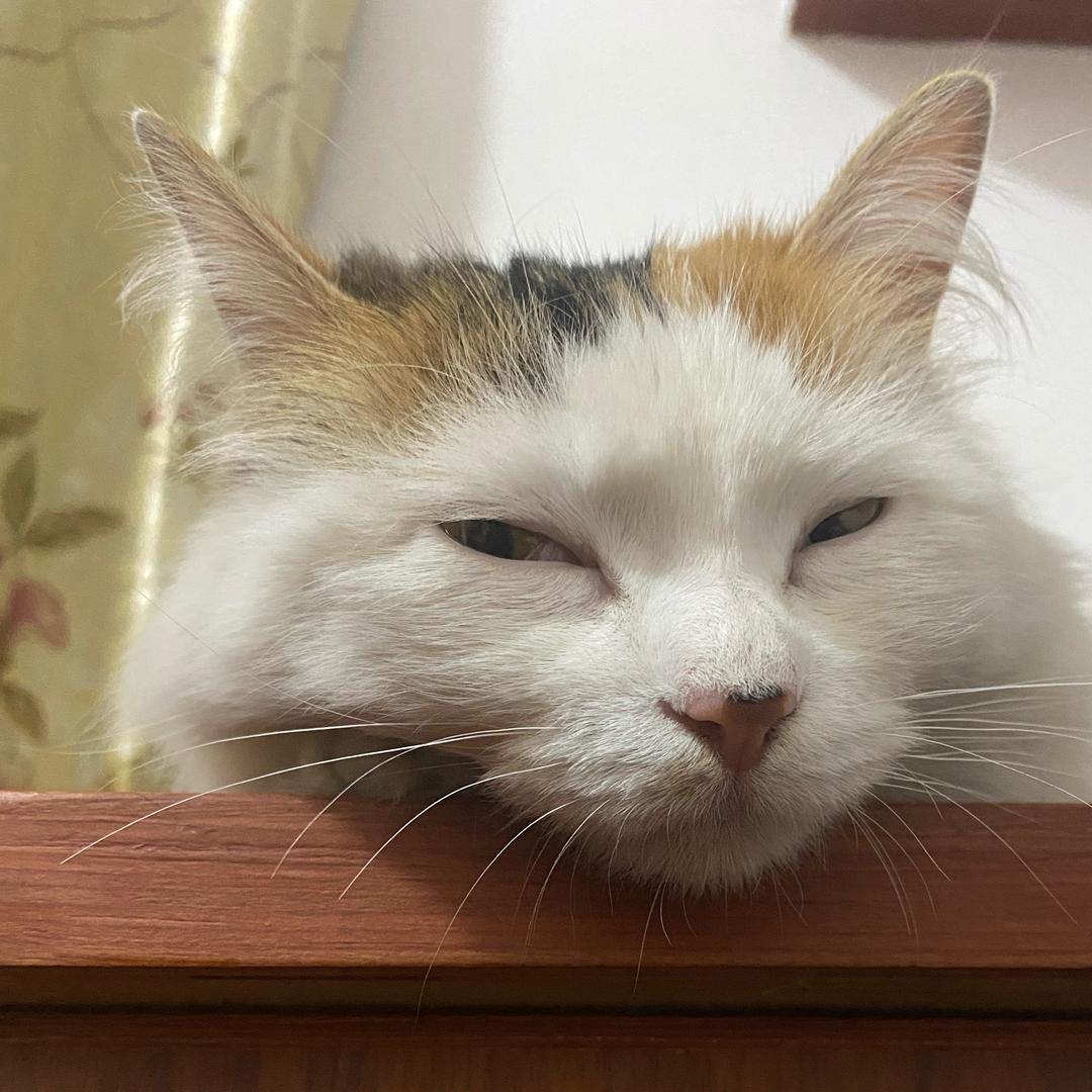苹果头