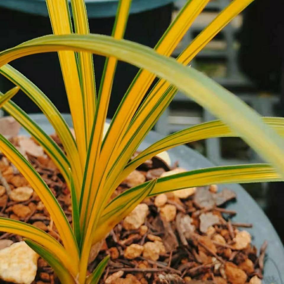 万和兰花文化园