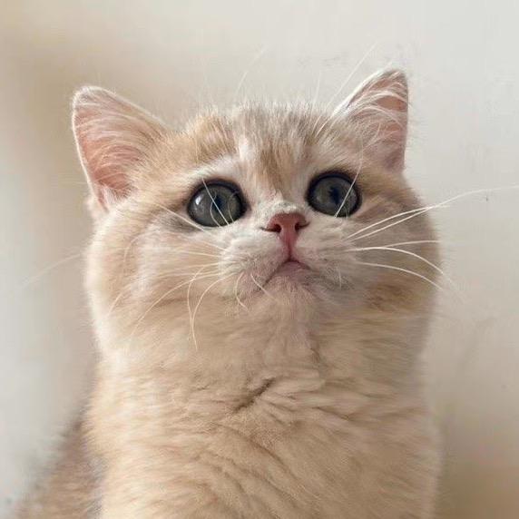 小黏宝