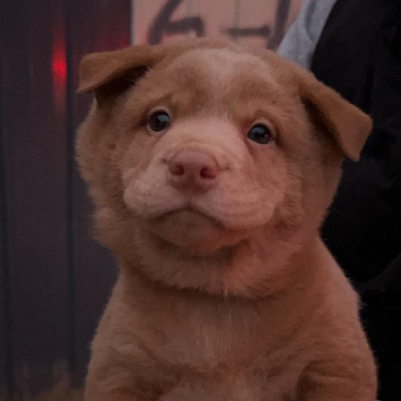 赣州宠物批发市场