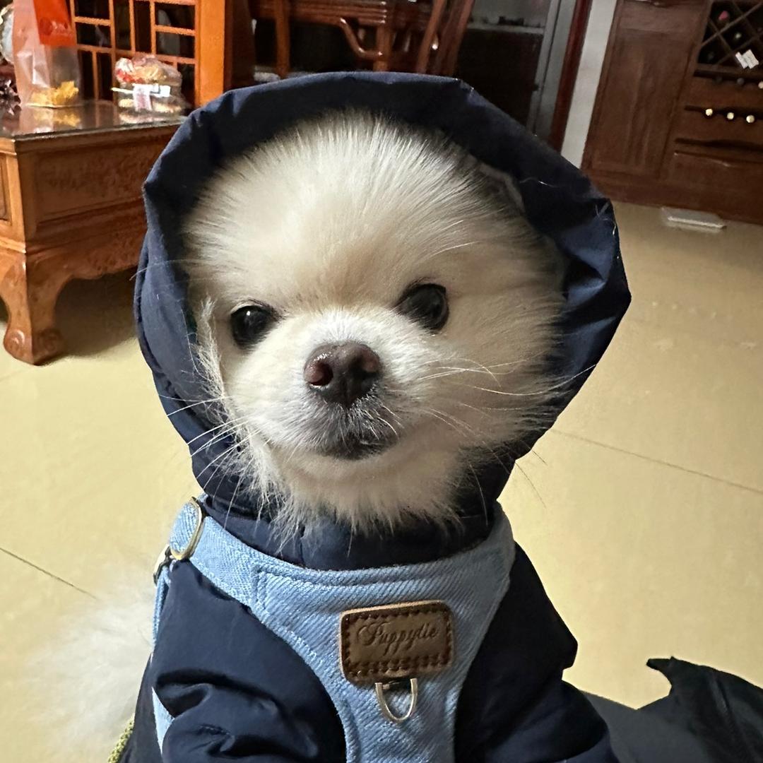 爱吃奶酪