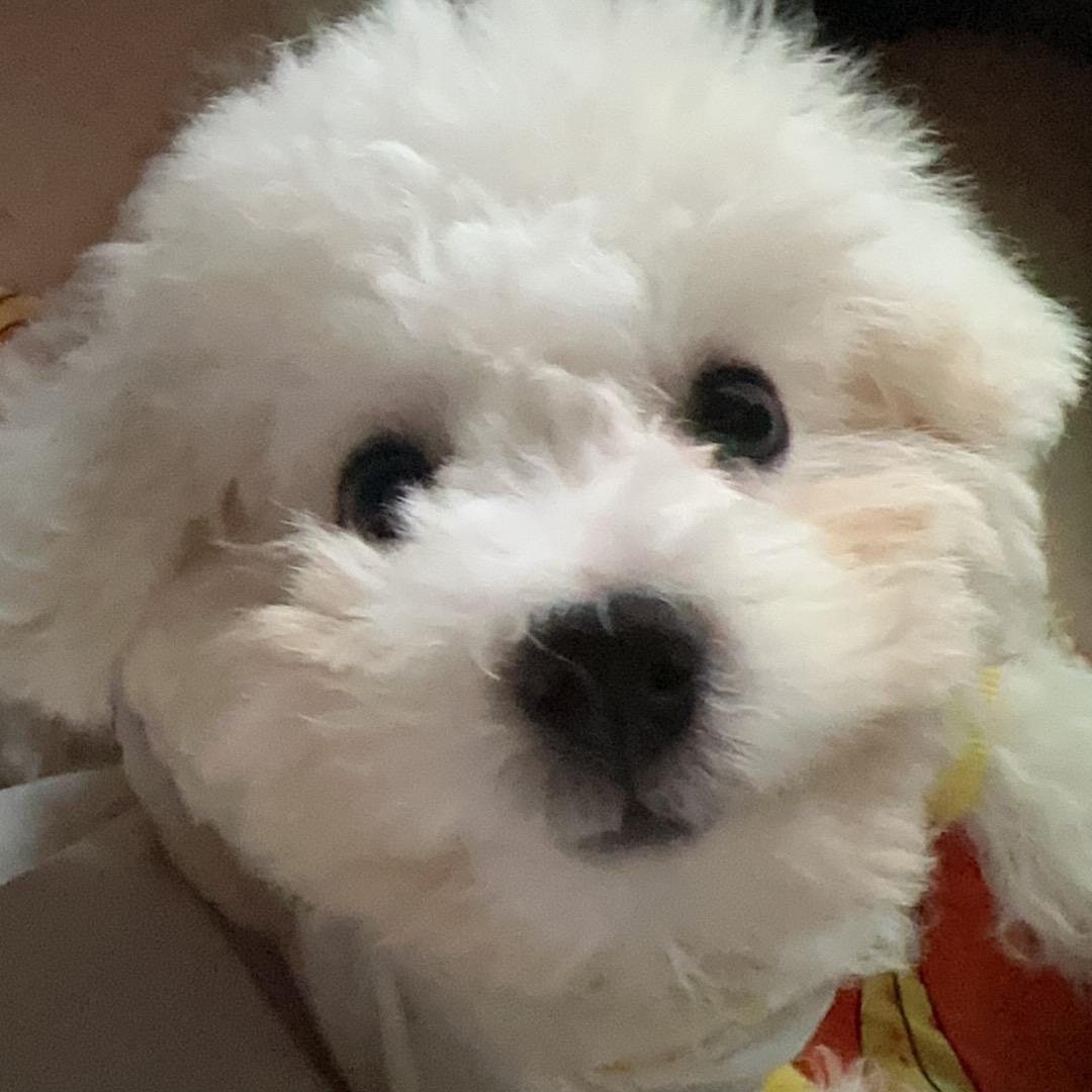 虾饺的小日常