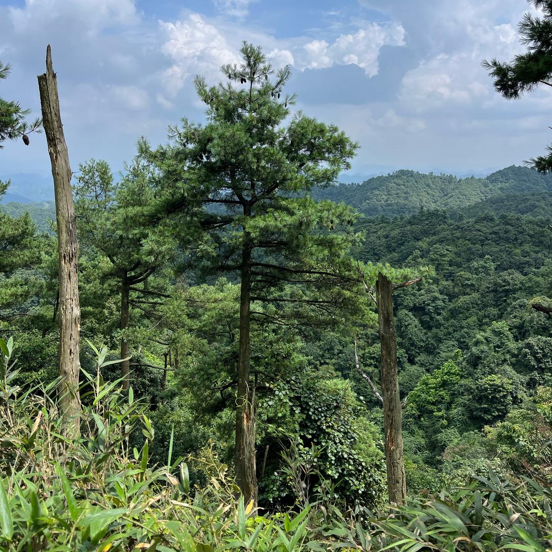 云山山货