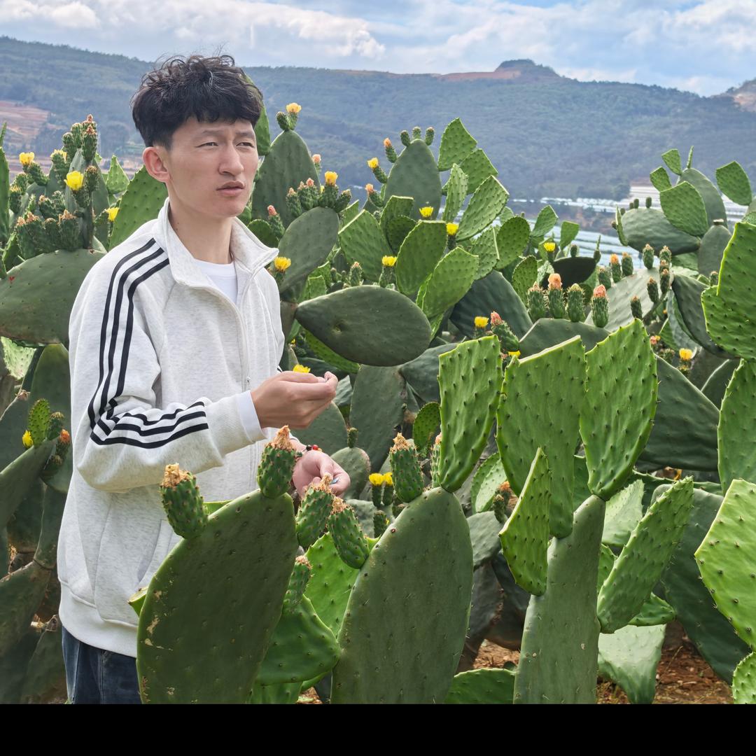 仙人掌-小梁🌈软籽🌈