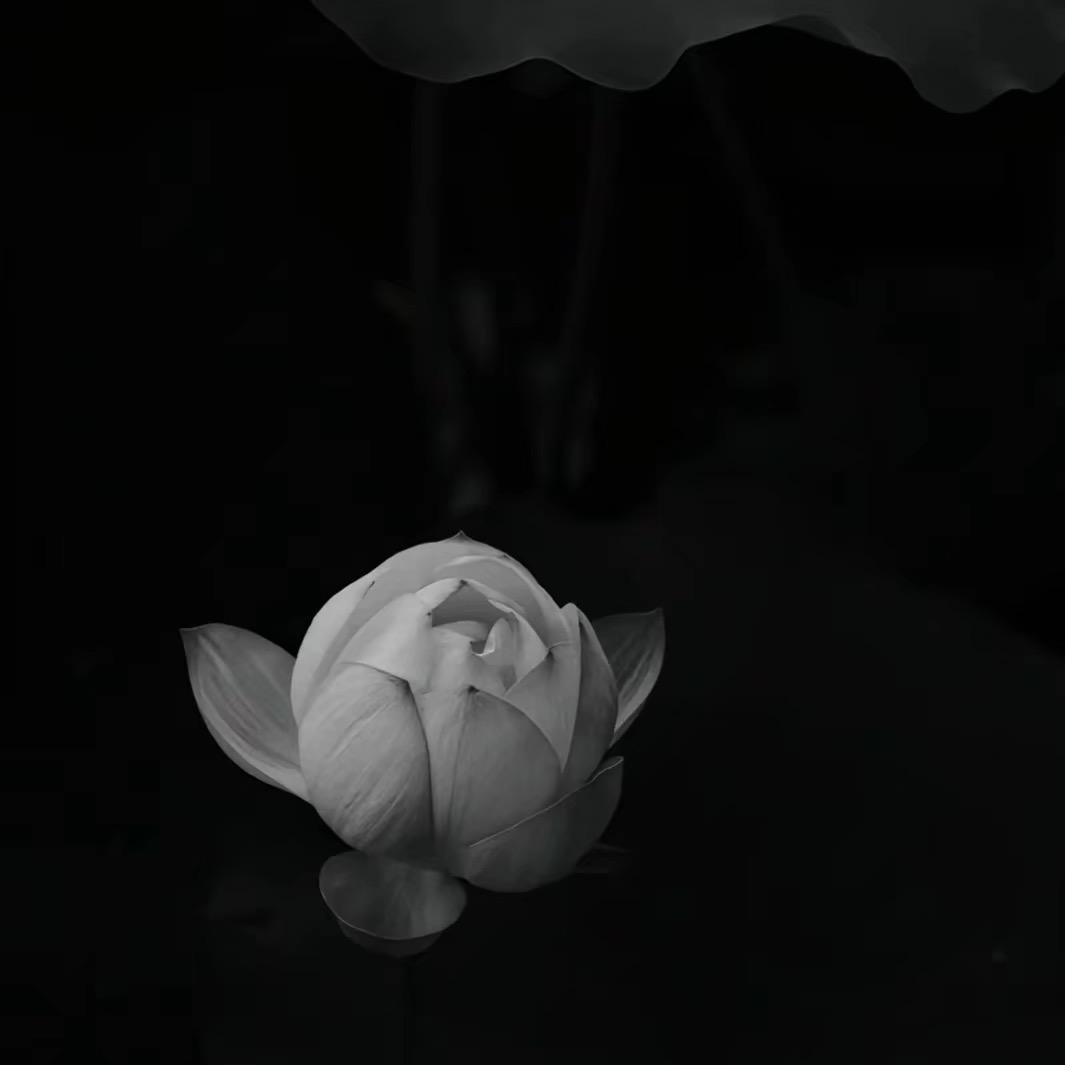 星雅销售顾问 小凤