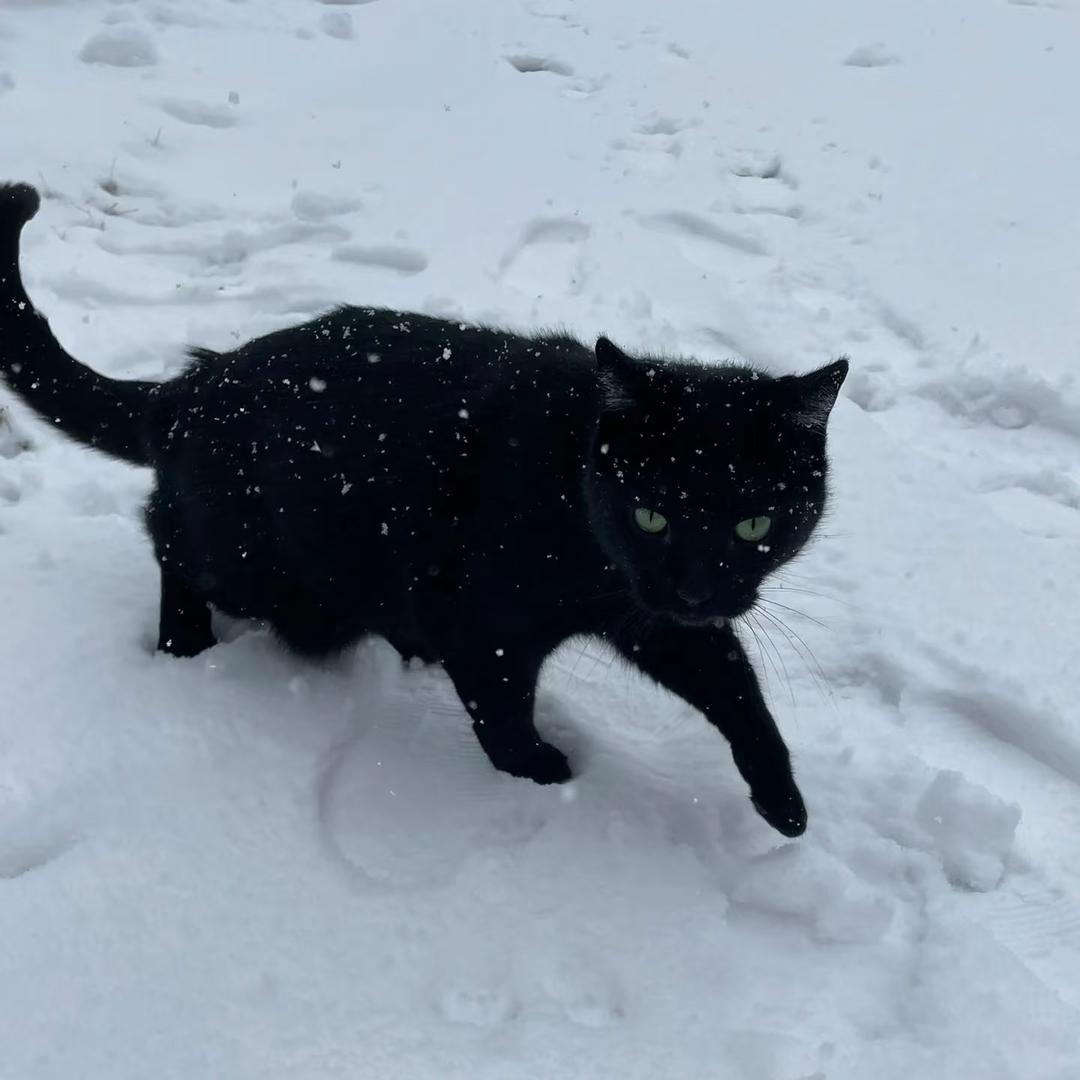 小丁（漂泊版）